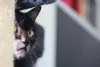 O focinho do Lykoi é curto e de nariz aveludado