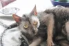 Há poucos Lykois ao redor do mundo, mas essa não é uma raça de gato rara