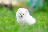 O Lulu da Pomerânia branco é apaixonante