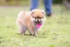 A diferença entre Lulu e Spitz é, basicamente, o tamanho dos cães