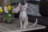 O Devon Rex está entre os gatos mais inteligentes que existem