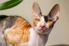 Gato de pelo cacheado e esbelto? Estamos falando do Cornish Rex