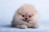 O Lulu da Pomerânia filhote costuma ser bem pequeno