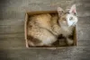 Assim como a maioria dos bichanos, esse gato de pelo cacheado não nega uma travessura