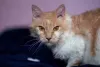 Esse gato de pelo cacheado costuma ser bem sociável