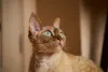 Esse gato de pelo cacheado é tão inteligente que pode ser até treinado como um cão