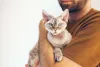 Mas esse gato de pelo cacheado também tem seu lado afetuoso