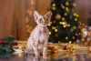 O Devon Rex é muito amoroso com a família
