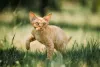 Um grande quintal pode ser bem interessante para o Devon Rex gastar sua energia