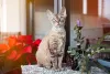 O primeiro gato de pelo cacheado da raça Devon Rex foi resgatado das ruas da Inglaterra