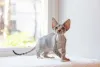 Os gatos dessa raça de pelo cacheado são descendentes de uma gatinha chamada Kirlee