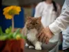 O Selkirk Rex é um gato de pelo cacheado descendente do gato Persa