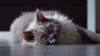 O Selkirk Rex é uma raça bem recente e de origem estadunidense