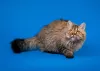 Os pelos do gato cacheado Selkirk Rex podem ser longos ou mais curtos