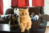O pelo cacheado do Selkirk Rex é decorrente de uma mutação genética