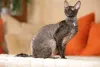 Ao contrário da maioria dos gatos de pelo cacheado, o Cornish Rex não é tão felpudo