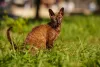 Elegância faz parte da característica o gato de pelo cacheado Cornish Rex