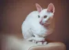 Esse gato de pelo cacheado e curto também é visto com um felino exótico