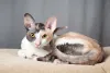 Até os bigodes desse gato de pelo cacheado podem ser ondulados
