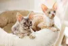 Os filhotes de gato de pelo cacheado da raça Cornish Rex já mostram os cachos desde cedo