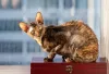Gato de pelo cacheado e que ama praticar atividades: o inglês Cornish Rex