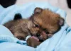 O cachorro Lulu da Pomerânia filhote é muito frágil