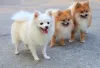 Lulu da Pomerânia branco ou caramelo são super populares