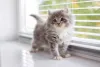 Gato Persa filhote perto de janela