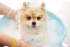 O Lulu da Pomerânia precisa ser bem seco depois do banho