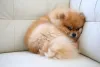 Raça de cachorro Lulu da Pomerânia fica bem sozinha, mas gosta de atenção