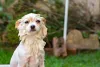 O Lulu da Pomerânia (Spitz Alemão) parece maior por causa do volume dos pelos