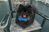 Spitz preto na versão anão (Lulu da Pomerânia) não é tão comum, mas é lindo