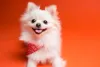 O Lulu da Pomerânia branco é um dos únicos de uma cor só