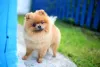 O cachorro Lulu da Pomerânia tem a estrutura óssea frágil e precisa de cuidados