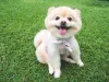 O Spitz Alemão ou Lulu da Pomerânia pode ficar bem diferente depois de tosado