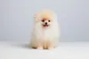 Spitz Alemão ou Lulu da Pomerânia tem a pelagem longa como característica