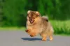 Lulu da Pomerânia ou Spitz Alemão: ní­vel de energia do pet é alto