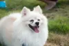Cachorro Spitz Alemão branco precisa ser escovado duas vezes por semana