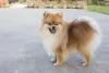 Lulu da Pomerânia (Spitz Alemão) é muito extrovertido e brincalhão