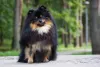 O Lulu da Pomerânia preto e marrom é um charme