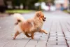 O cachorro Spitz Alemão adora acompanhar sua família