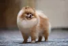 O Lulu da Pomerânia ou Spitz Alemão tem a postura altiva e forte