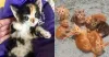 Esses filhotes de gato estão esperando por um lar na @cabanadopicapau! Adote!