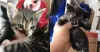 Esses filhotes de gato foram encontrados com rinotraqueíte, uma doença que atinge o sistema respiratório. Foram cuidados, tratados e adotados. Um final feliz!