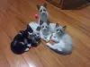 A mãezinha desses filhotes foi resgatada e eles estavam juntos. Felizmente, todos ganharam um novo lar cheio de amor!