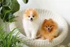 Spitz Alemão e Lulu da Pomerânia podem ser amigáveis se socializados