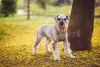 O Schnauzer gigante pode passar dos 60 centímetros de altura