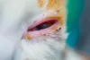 O gato com olho lacrimejando pode ter alguma infecção viral