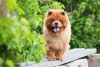 Chow Chow com língua de fora sentado