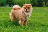 Chow Chow em pé no parque